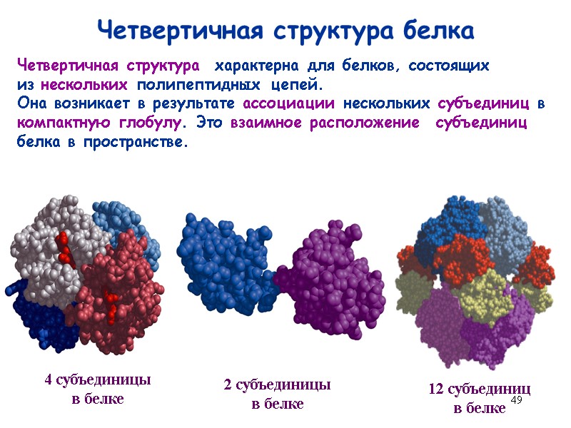 49 Четвертичная структура белка Четвертичная структура  характерна для белков, состоящих  из нескольких